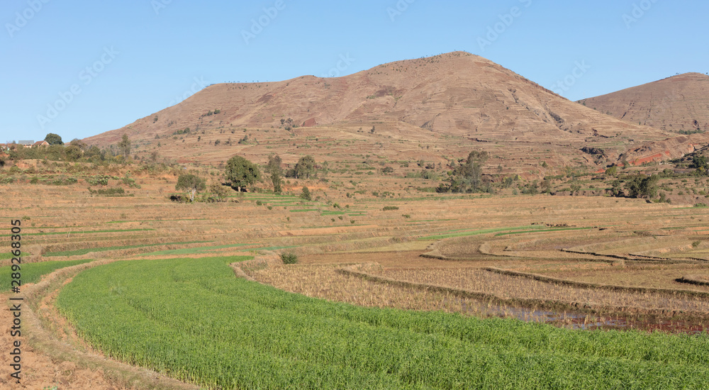 Agricultural fields in Madagascar