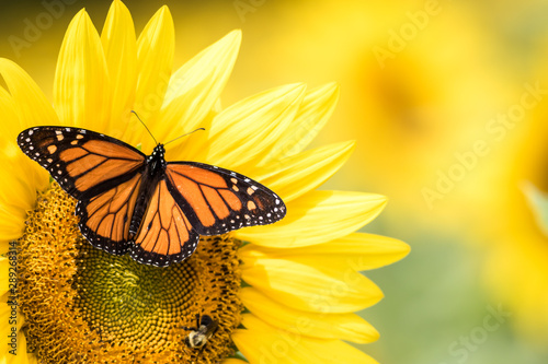 Obraz na plátne Monarch Butterfly, Danaus Plexippus, on bright yellow sunflowers