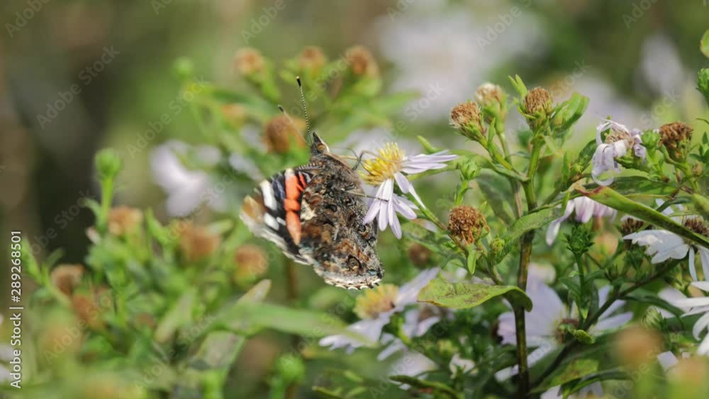 Red butterfly on flower waving in the wind close up. Red butterfly on flower waving in the wind close up.