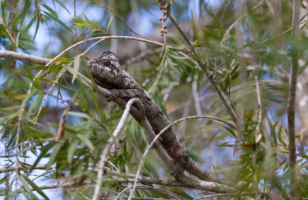 Beautiful camouflaged chameleon in Madagascar