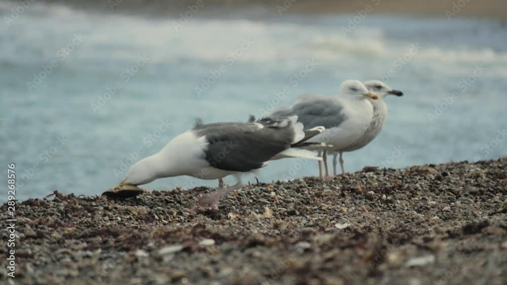 Seagulls eating leftover crabs on a beach with waves in background. Closeup telephoto shot. Seagulls eating leftover crabs on a beach with waves in background. Closeup telephoto shot.