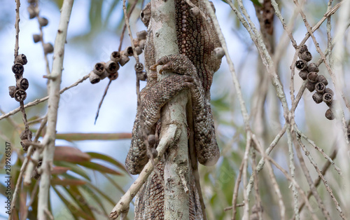 Beautiful camouflaged chameleon in Madagascar  selective focus on legs