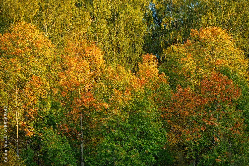 forest Golden autumn, shot at sunset forest Golden autumn, shot at sunset
