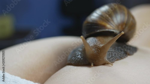 Large snails on the tailbone. The girl in the spa receives a massage of the tailbone with Achatina snails. Treatment with Achatina snails on the body of a woman with problem skin. photo
