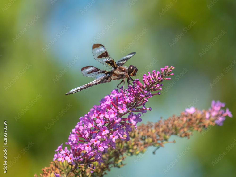 Dragonfly in garden Dragonfly in garden