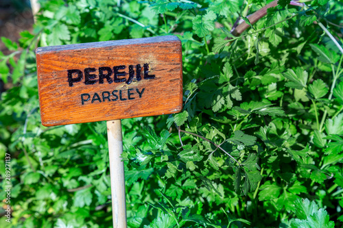 Parsley growing in the garden. Wooden stake sign with writing Parsley and Perejil in Spanish