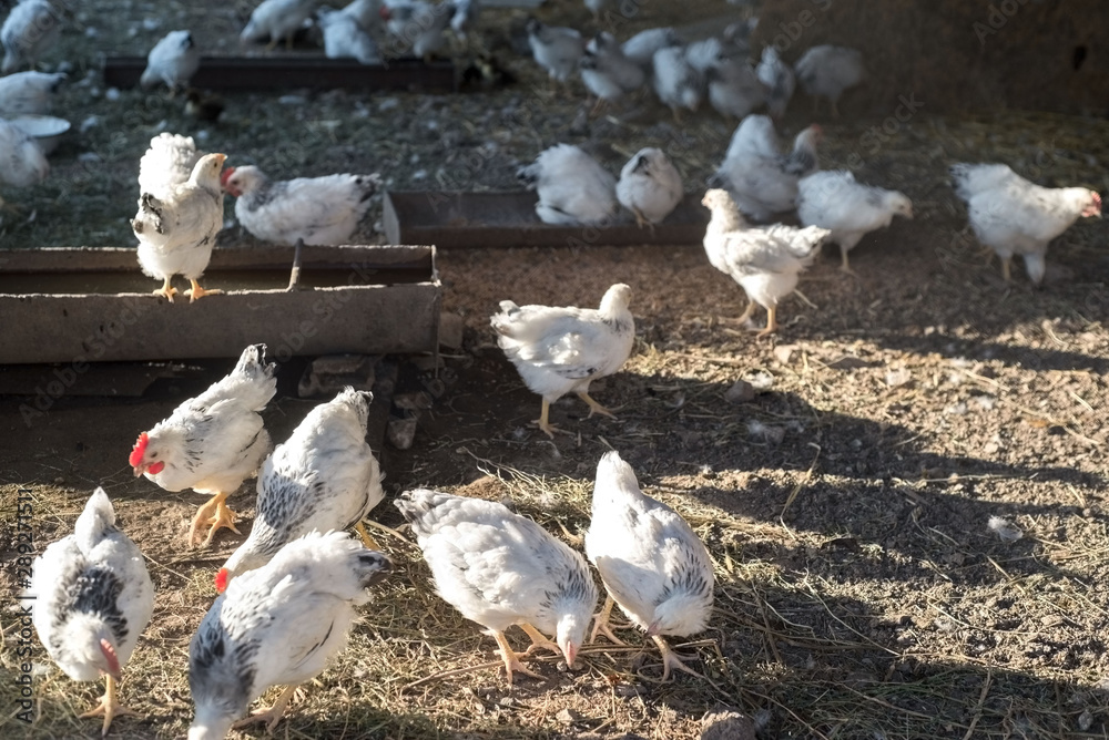 Fototapeta premium a group of chickens in a rustic barn pecking grain against the setting sun