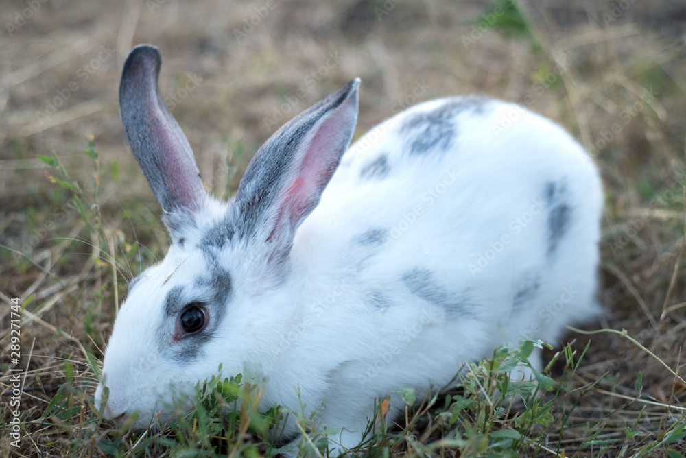 Fototapeta premium white home cute rabbit sitting in the grass, wary of ears