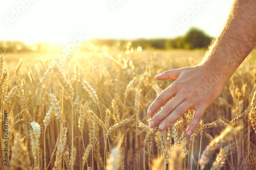 Wheat field. Ears of golden wheat. Beautiful Sunset Landscape. Background of ripening ears. Ripe cereal crop. closeup © Aleksandr Rybalko