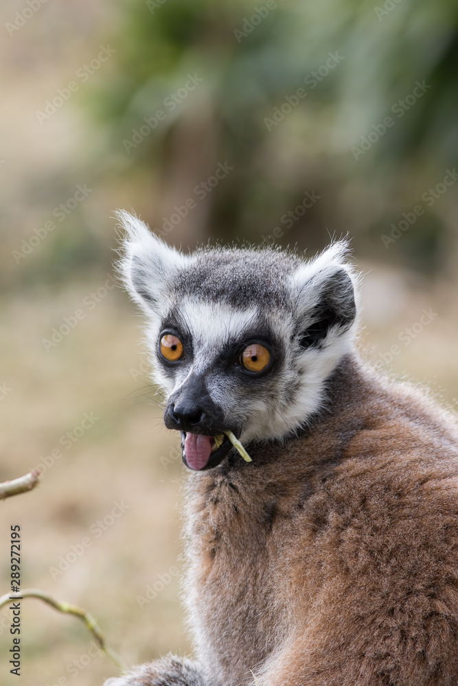 Surprised face. Shocked wide-eyed lemur with open mouth. Funny animal meme  image Stock Photo | Adobe Stock
