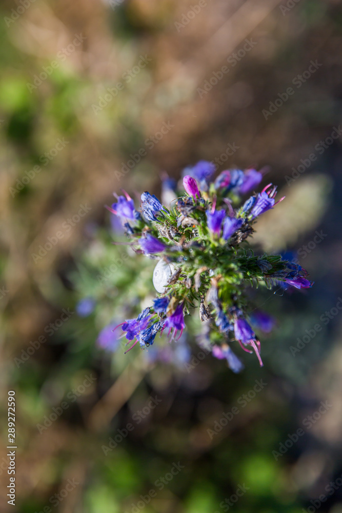 White Gray Snail on Blue Purple Wild Flower in Mont Saint-Michel Bay in Normandy France - Portrait version White Gray Snail on Blue Purple Wild Flower in Mont Saint-Michel Bay in Normandy France - Portrait version