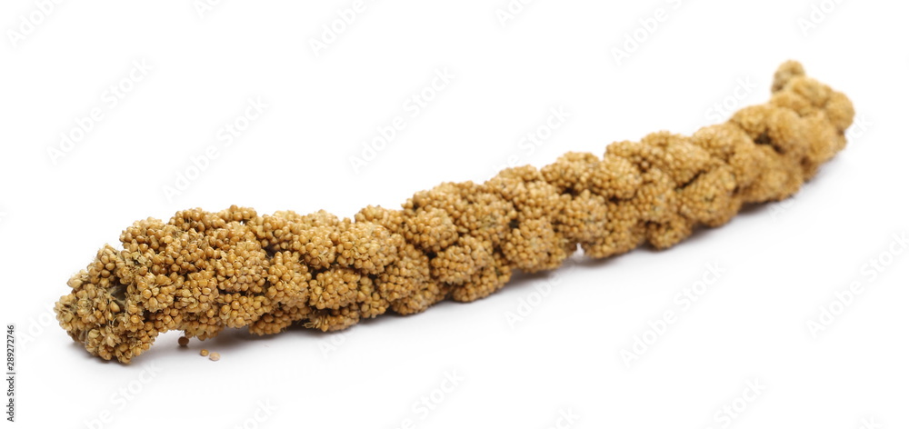 Bird seed, millet stick isolated on white background Stock Photo | Adobe  Stock