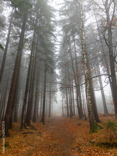 Forest scenery in fog lanscape