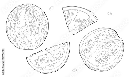 Vector illustration, set. Watermelon, half a watermelon, a piece of watermelon. Black line.