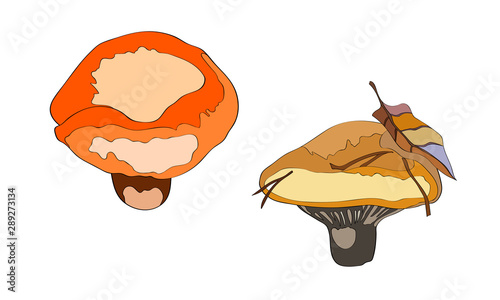 Vector illustration, set. Mushrooms The milk mushroom.