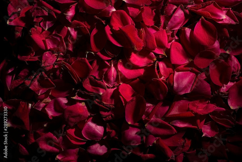background of red rose petals. View from above. Wallpaper for the background of flowers. Calm dark