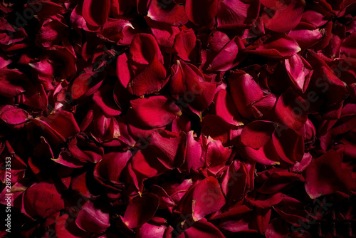 background of red rose petals. View from above. Wallpaper for the background of flowers. Calm dark © Алексей Доненко