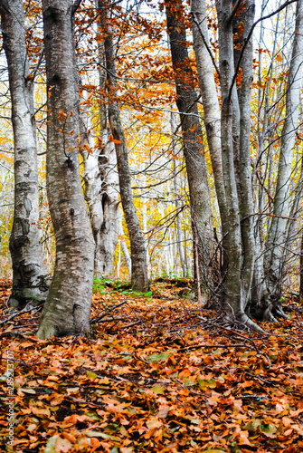 Coloridos árboles y hojas en otoño en el Parque Natural del Montseny en Barcelona, España