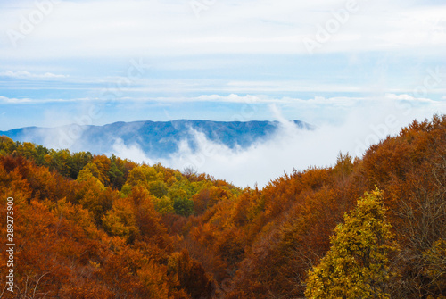 Coloridos   rboles y hojas en oto  o en el Parque Natural del Montseny en Barcelona  Espa  a