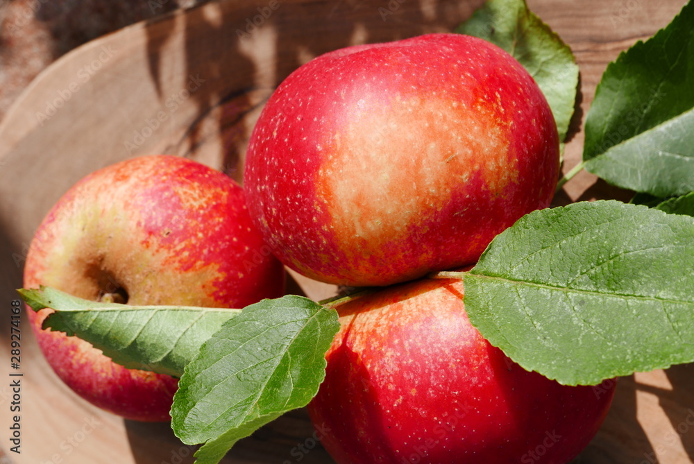 red apples on a branch red apples on a branch