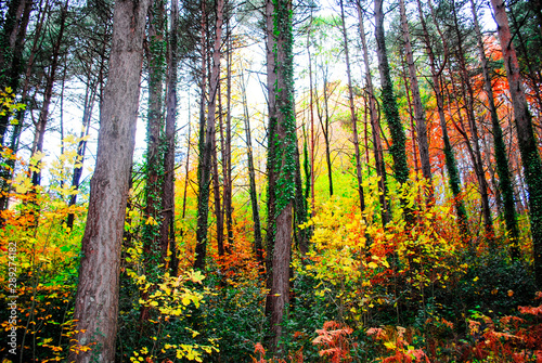 Coloridos árboles y hojas en otoño en el Parque Natural del Montseny en Barcelona, España © Toni