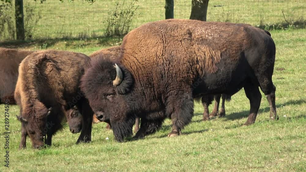 Bison auf der Weide, Bos bison bison, Eschau, Franken, Bayern Bison auf der Weide, Bos bison bison, Eschau, Franken, Bayern