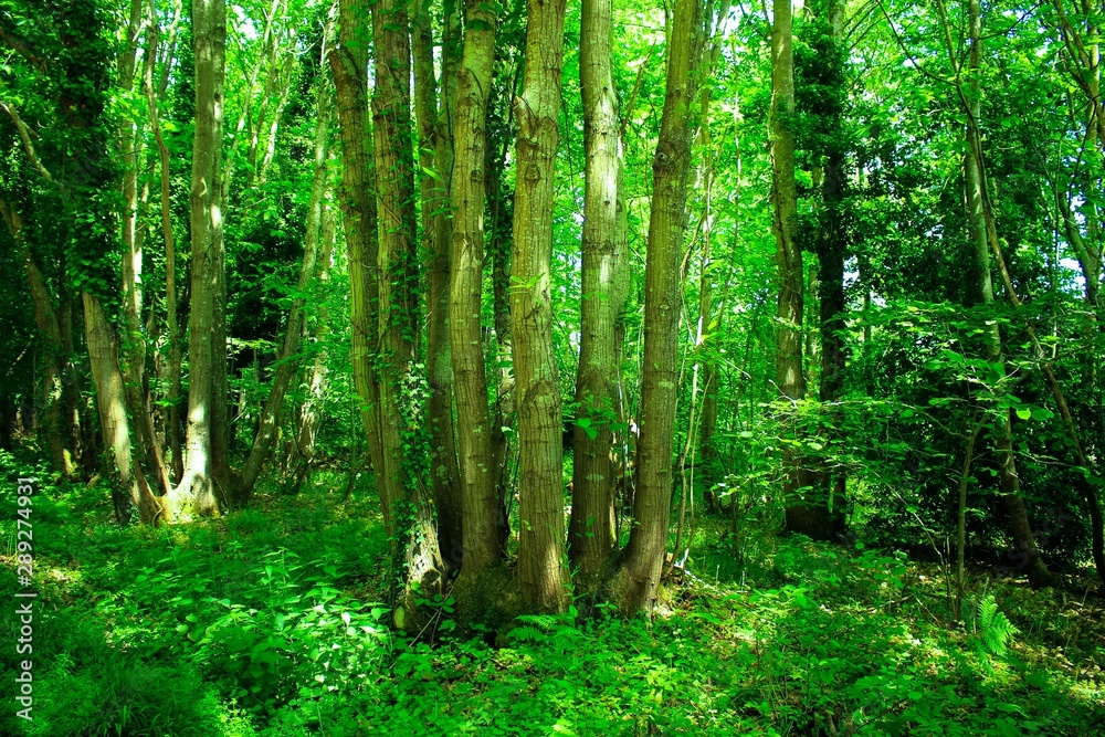 Obraz premium Green Trees in the Forest