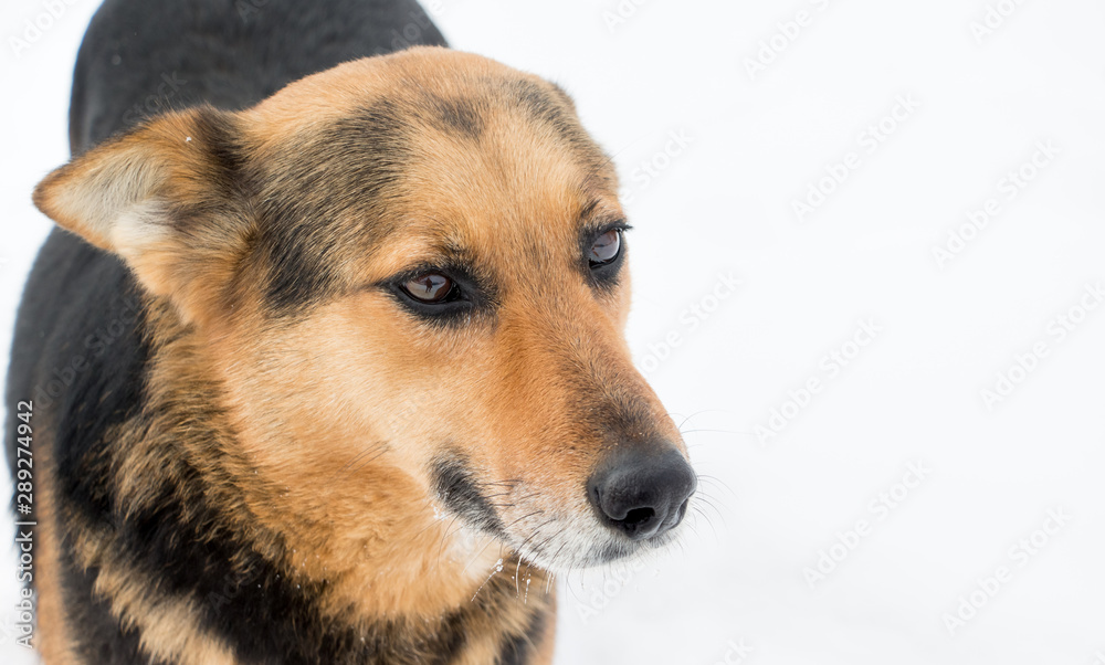 Portrait of dog on white snow background. Animals in winter_ Portrait of dog on white snow background. Animals in winter_