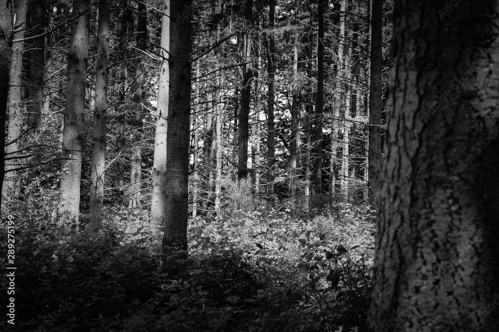 Fototapeta premium Dark Forest