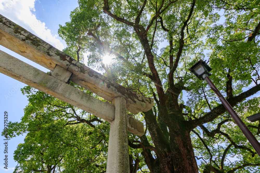 Fototapeta premium 太宰府天満宮 Dazaifu Tenmangu 鳥居 福岡県太宰府市