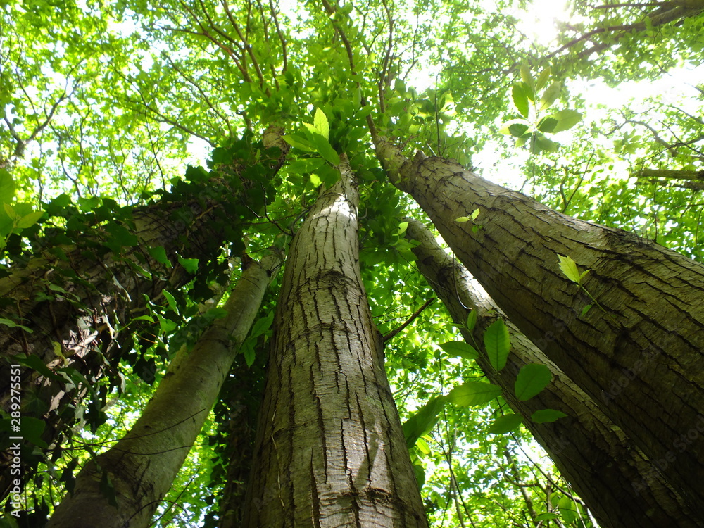 Fototapeta premium Tall Trees