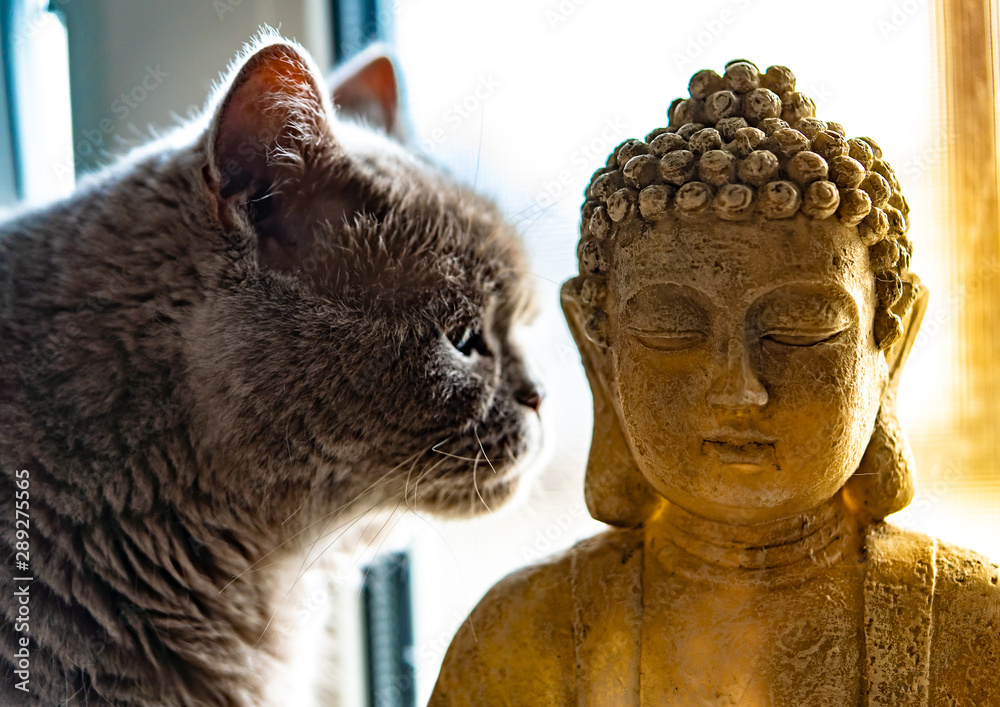 Fototapeta premium buddah thoughtful