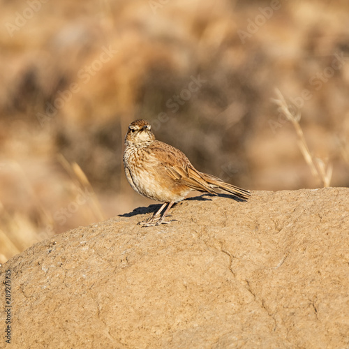 Eastern Long-billed Lark photo