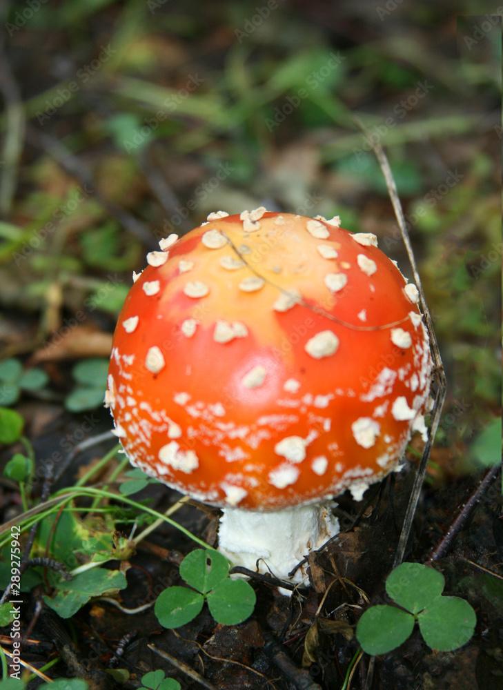 Autumn. Amanita mushroom close-up on a blurred natural background on nature. Autumn. Amanita mushroom close-up on a blurred natural background on nature.