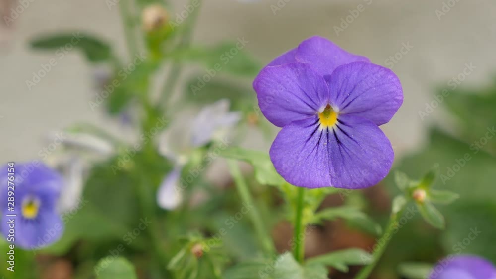 THE COURTYARDS FESTIVAL OF CORDOBA. Purple pansy violet flowers. Patios de Córdoba THE COURTYARDS FESTIVAL OF CORDOBA. Purple pansy violet flowers. Patios de Córdoba
