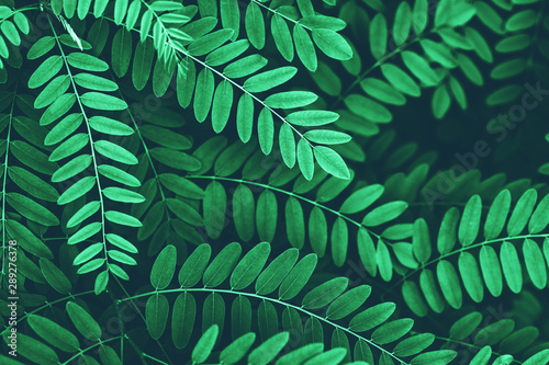 Closeup of green leaves of acacia background. photo