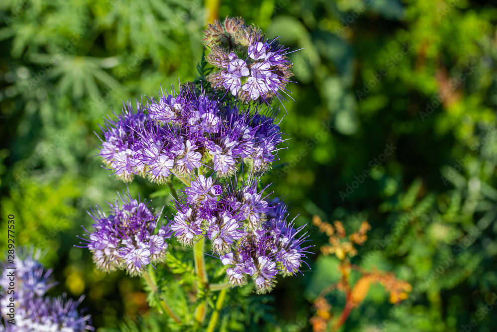 Rainfarn-Büschelschön (Phacelia tanacetifolia), eine Pflanze auf einem Feld, die im Herbst wächst Rainfarn-Büschelschön (Phacelia tanacetifolia), eine Pflanze auf einem Feld, die im Herbst wächst