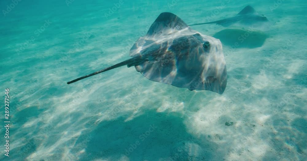 Stingrays swimming underwater