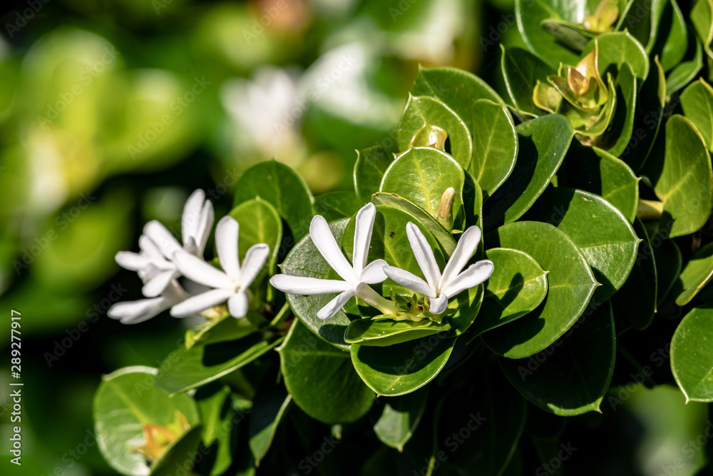 Obraz premium Little white flowers on a bush in Florida
