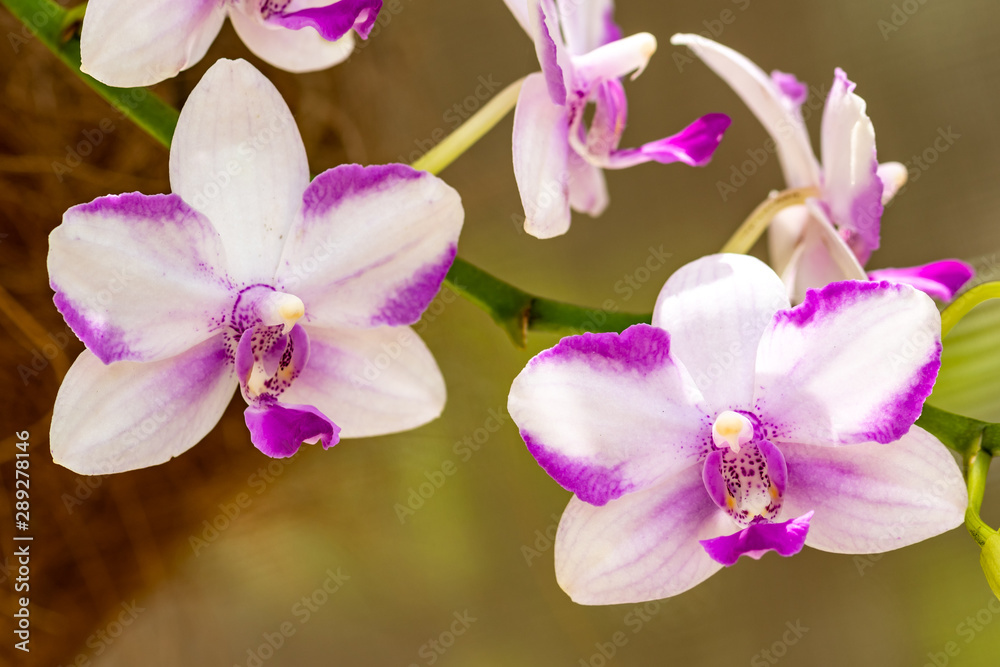 Obraz premium Purple and white hanging plant in a garden