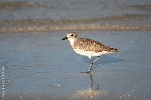Sandpiper on the beach in Florida © Karyn