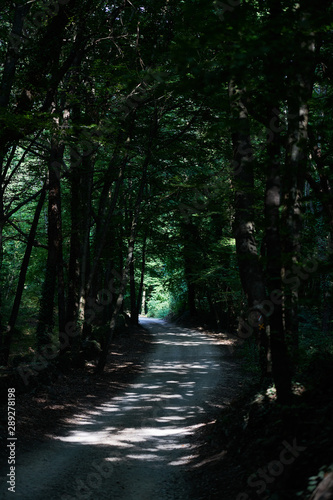 Paseo entre bosque de hayas sombr  o  La Fageda d en Jord  