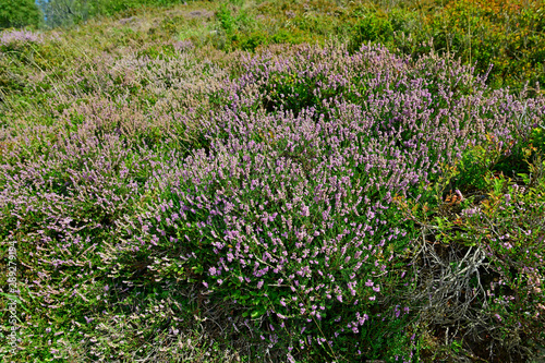 Glocken-Heide (Erica tetralix) - cross-leaved heath photo