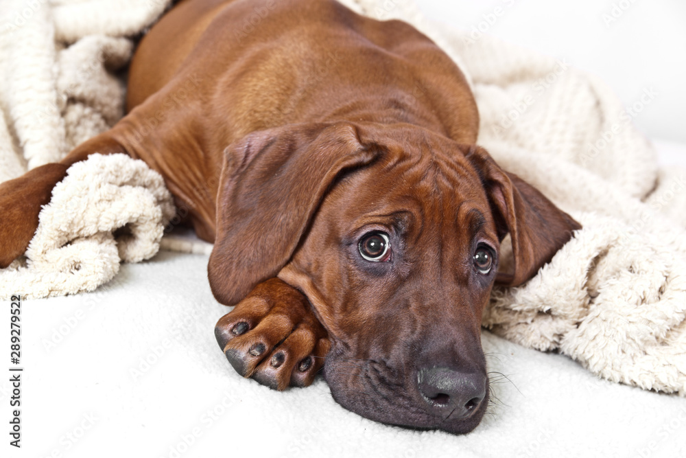 Portrait of a dog breed Rhodesian ridzhbek on a white shaggy rug Portrait of a dog breed Rhodesian ridzhbek on a white shaggy rug