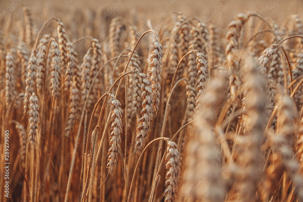 Obraz premium Wheat closeup. Wheat field. Background of ripening ears of wheat. Harvest and food concept.