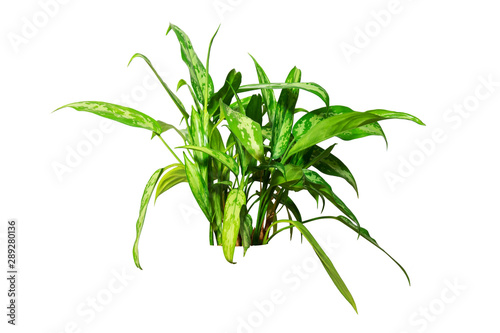 Aglaonema is a tropical shrub. Isolated on white background. An object for any design project.