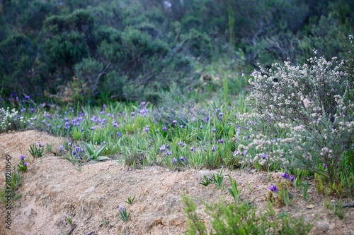 Purple flowers and fynbos