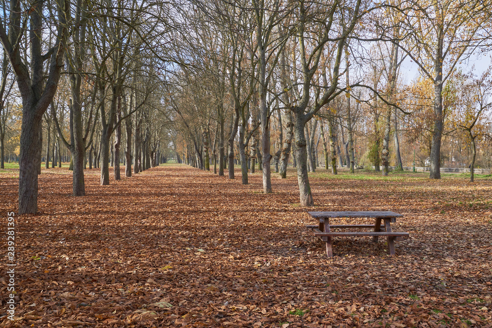  bench park autumn 
