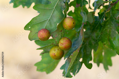 Oak apples on leaves. Galls of Cynips quercusfolii  on a oak tree leaves. Place for text. photo