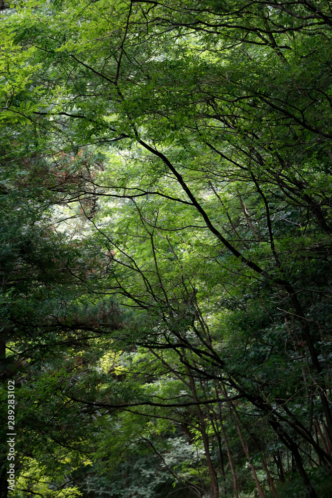 Deep in the woods Deep in the woods